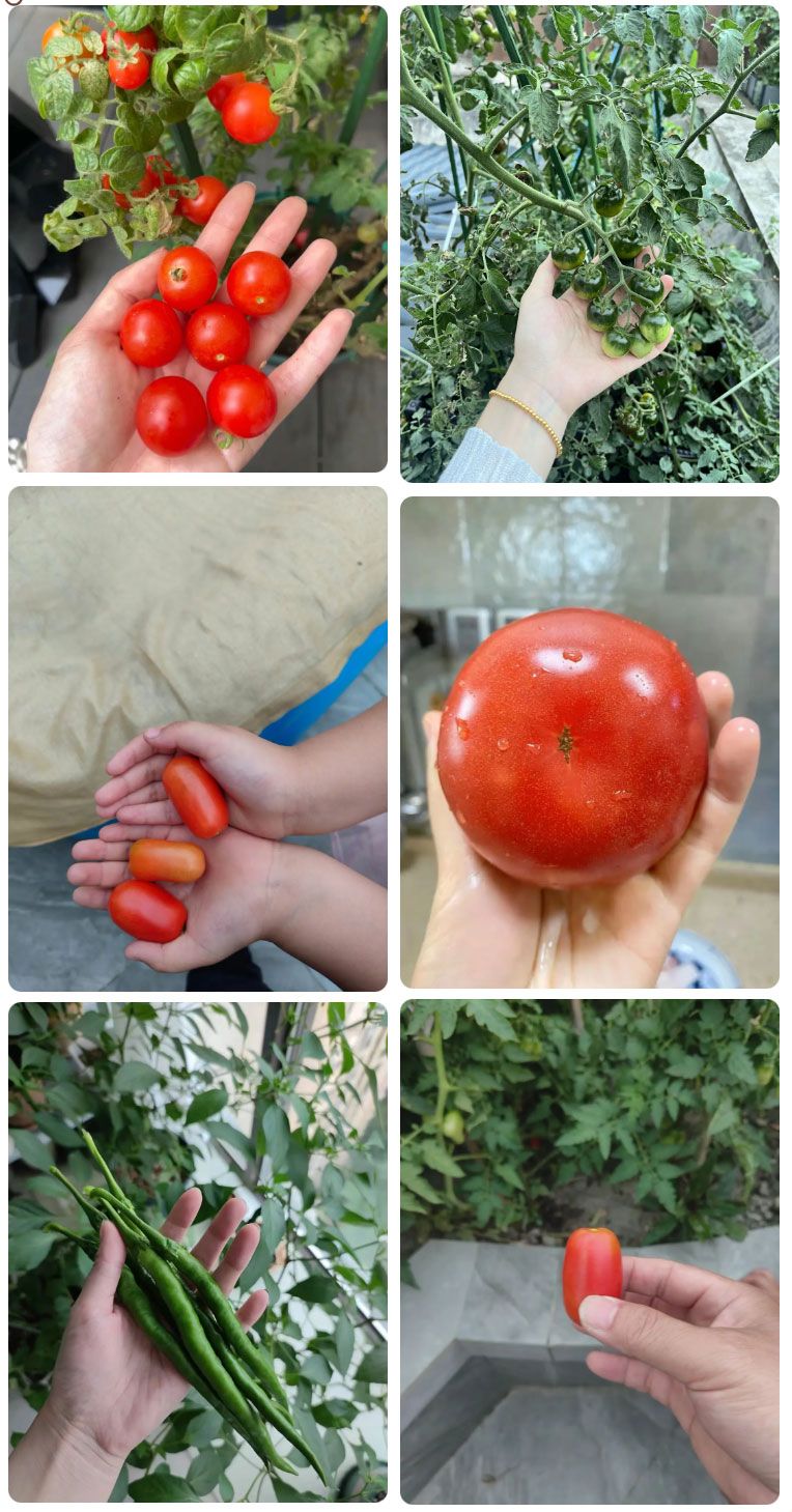 朝陽農(nóng)藝師系列活動 | “零”農(nóng)殘瓜果自己種,豐收喜報!